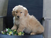Golden Retriever Mix For Sale Fredericksburg, OH Male- Buddy