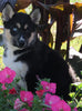 German Shepherd Siberian Husky Mix For Sale Millersburg OH Female-Darla