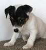 Jack Russel Puppy For Sale Fredericksburg OH Female-Penny