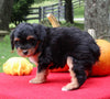Mini Aussiedoodle For Sale Sugarcreek OH Female-Lashes