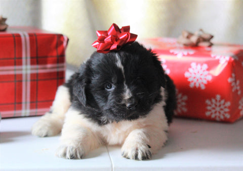 AKC Registered Newfoundland For Sale Millersburg, OH Female- Frosty