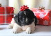AKC Registered Newfoundland For Sale Millersburg, OH Female- Frosty