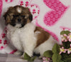 ACA Registered Shih Tzu For Sale Millersburg OH Female-Holly- Currently House Training!