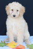 Medium F1B Labradoodle For Sale Millersburg OH Female-Hannah