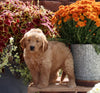 Goldendoodle For Sale Sugarcreek OH Female-Jasmine