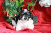Papillon/ Miniature Poodle Mix For Sale Danville, OH Female- Cece