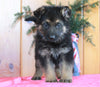 AKC Registered German Shepherd For Sale Millersburg, OH Male- Blake