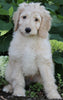 Medium F1BB Goldendoodle For Sale Millersburg OH Male-Drew