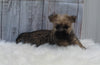AKC Registered Cairn Terrier For Sale Millersburg OH Male-Asher