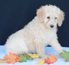 Medium F1B Labradoodle For Sale Millersburg OH Female-Hannah