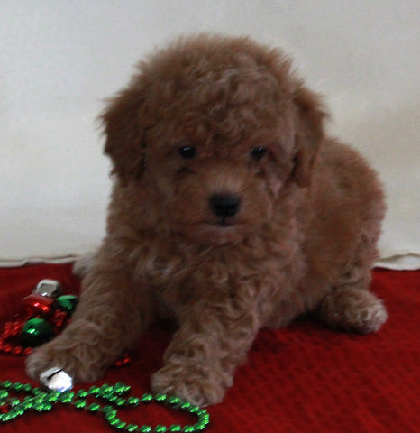 Bichpoo For Sale Fredericksburg OH Female-Rosie