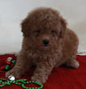Bichpoo For Sale Fredericksburg OH Female-Rosie