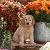 Goldendoodle For Sale Sugarcreek OH Female-Bailey