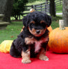 Mini Aussiedoodle For Sale Sugarcreek OH Female-Lashes