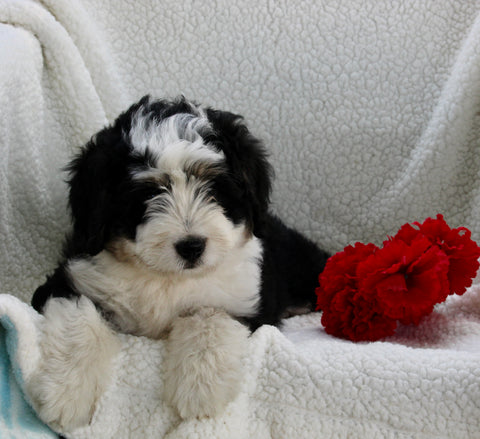 Mini Bernedoodle For Sale Applecreek OH Female-Missy