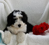 Mini Bernedoodle For Sale Applecreek OH Female-Missy
