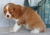 AKC Registered Cavalier For Sale Millersburg OH Female-Abby