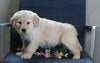 Golden Retriever Mix For Sale Fredericksburg, OH Female- Becky
