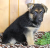 AKC Registered German Shepherd For Sale Millersburg OH Female-Bonnie