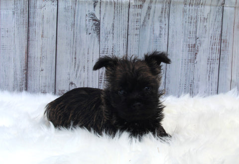AKC Registered Cairn Terrier For Sale Millersburg OH Female-Amber