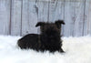 AKC Registered Cairn Terrier For Sale Millersburg OH Female-Amber