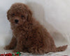 Bichpoo For Sale Fredericksburg OH Female-Rosie
