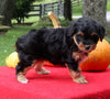 Mini Aussiedoodle For Sale Sugarcreek OH Female-Lashes