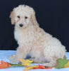 Medium F1B Labradoodle For Sale Millersburg OH Female-Hannah