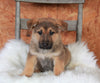 German Shepherd For Sale Danville, OH Male- Ace