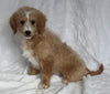 F1BB Mini Goldendoodle For Sale Sugarcreek OH Female-Pearl