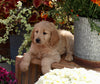 Goldendoodle For Sale Sugarcreek OH Female-Bailey