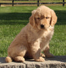 AKC Registered Golden Retriever For Sale Millersburg OH Male-Payton
