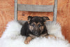 German Shepherd For Sale Danville, OH Female- Francis