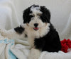 Mini Bernedoodle For Sale Applecreek OH Female-Missy