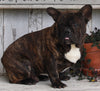 AKC Registered French Bulldog For Sale Millersburg OH -Male Max