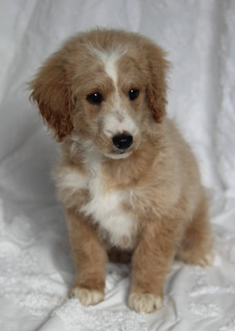 F1BB Mini Goldendoodle For Sale Sugarcreek OH Female-Pearl