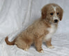 F1BB Mini Goldendoodle For Sale Sugarcreek OH Female-Pearl