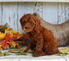 AKC Registered Mini Poodle For Sale Millersburg OH Male-Charles