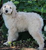 Medium F1BB Goldendoodle For Sale Millersburg OH Male-Drew