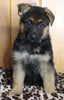 AKC Registered German Shepherd For Sale Millersburg OH Female-Bonnie