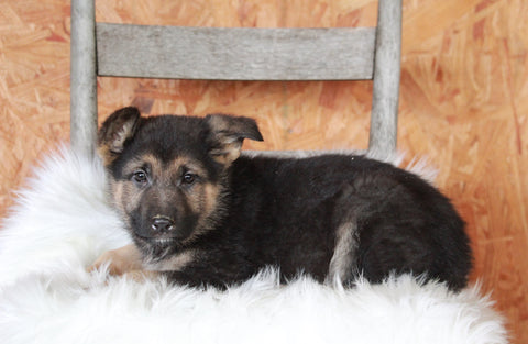 German Shepherd For Sale Danville, OH Female- Francis