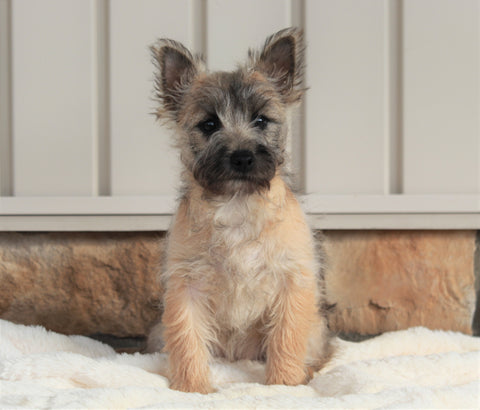 AKC Registered Cairn Terrier For Sale Millersburg, OH Female- Darla
