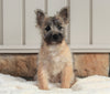 AKC Registered Cairn Terrier For Sale Millersburg, OH Female- Darla