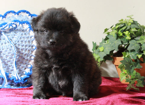 Pomeranian Mix For Sale Holmesville, OH Male- Raisin