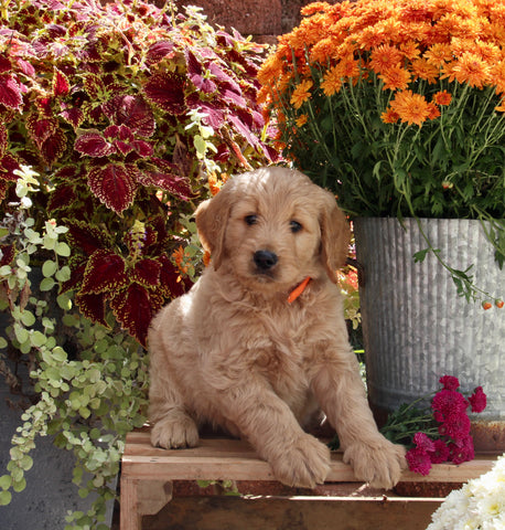 Goldendoodle For Sale Sugarcreek OH Male-Moey