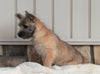 AKC Registered Cairn Terrier For Sale Millersburg, OH Female- Darla