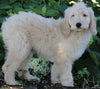 Medium F1BB Goldendoodle For Sale Millersburg OH Male-Drew