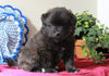 Pomeranian Mix For Sale Holmesville, OH Male- Raisin