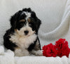 Mini Bernedoodle For Sale Applecreek OH Female-Natalie