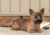 AKC Registered Cairn Terrier For Sale Millersburg, OH Female- Darla